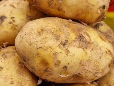 Елен Гутыро - Одна подкормка для увеличения урожая: крупного и здорового картофеля будет завались - belnovosti.by