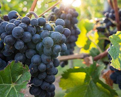 Что ждет отечественное виноградарство? - rynok-apk.ru - Россия - Турция - г. Виноград - Краснодарский край