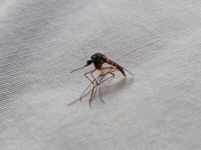 Как защититься от комаров на даче: способы продвинутых дачников - belnovosti.by
