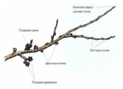 Обрезка сливы летом: наглядная инструкция по летней обрезке молодого и старого дерева, видео - orchardo.ru
