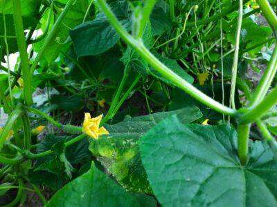 В июле полейте огурцы этим удобрением: всего одна баночка под корень, чтобы плодоносили без остановки - belnovosti.by