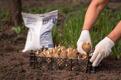Посадка картофеля в июле – все о плюсах метода и особенностях выращивания - ogorod.ru