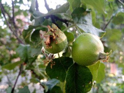 Игорь Зур - Почему на яблоках появляются черные пятна: садоводы назвали 3 основные причины - belnovosti.by