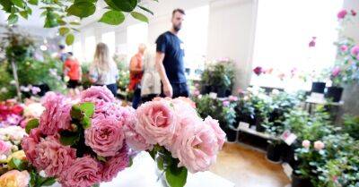 ФОТО. В Латвийском музее природы проходит выставка роз, обещают показать 100 сортов - rus.delfi.lv - Латвия