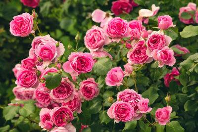 Как ухаживать за розами после цветения? - botanichka.ru