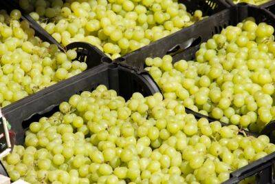 Игорь Зур - Можно ли обрывать виноградные листья летом: эту ошибку совершают многие - belnovosti.by