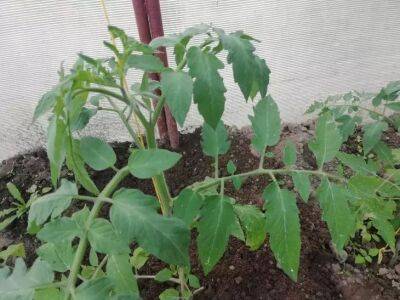 Елен Гутыро - Что нужно не забыть сделать с томатами в июле, чтобы плоды укрупнились и завязи пошли отовсюду, и почва очистилась - belnovosti.by