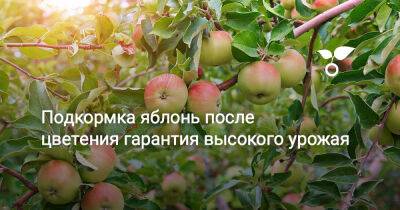 Подкормка яблонь после цветения гарантия высокого урожая - botanichka.ru