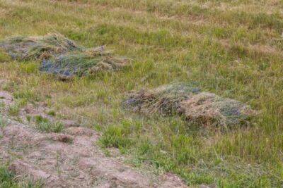 Обязательно ли убирать скошенную траву: как использовать с пользой для участка - belnovosti.by