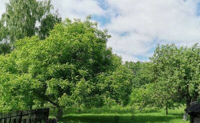 Советы опытных садовников: как обрезать деревья летом, чтобы не навредить саду - belnovosti.by