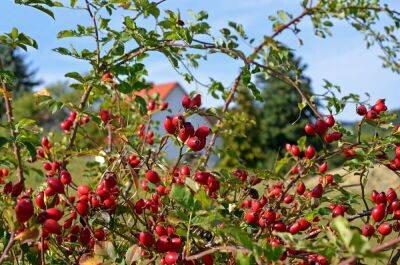 Вкусная живая изгородь: из каких ягодников можно вырастить стену - ogorod.ru