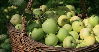 Что делать с опавшими незрелыми яблоками? Четыре способа от них избавиться - rus.delfi.lv