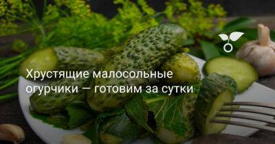 Хрустящие малосольные огурчики — готовим за сутки - botanichka.ru