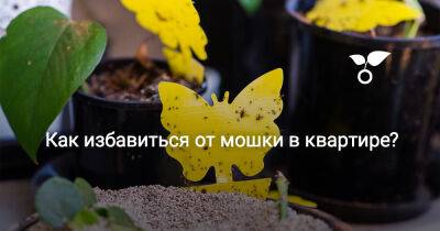 Как избавиться от мошки в квартире? - botanichka.ru