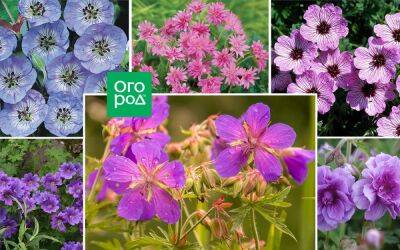 10 видов садовой герани, которые преобразят ваш цветник - ogorod.ru