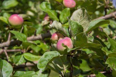 Все яблоки созреют на дереве: как предотвратить преждевременное опадание - belnovosti.by
