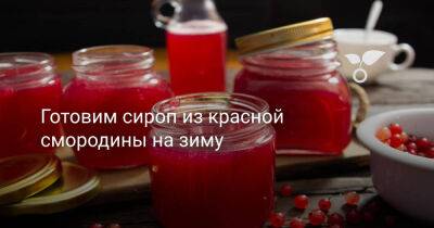Готовим сироп из красной смородины на зиму - botanichka.ru