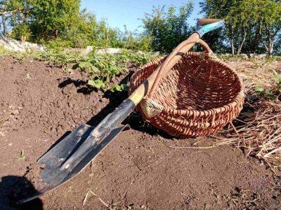 Ольга Котова - 2 верных признака, когда пора копать картошку. И что делать сразу после выкопки, чтобы сохранить урожай максимально - belnovosti.by
