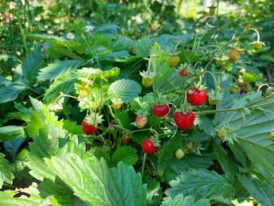 Нужно ли косить клубнику после плодоношения и когда это лучше делать: совет опытных садоводов - belnovosti.by