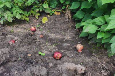 Яблочный опад больше не придется закапывать: секреты использования больных яблок с пользой - belnovosti.by