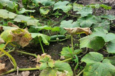 Как добиться плодоношения огурцов до октября: богатый урожай вне зависимости от погоды. 6 хитростей - belnovosti.by