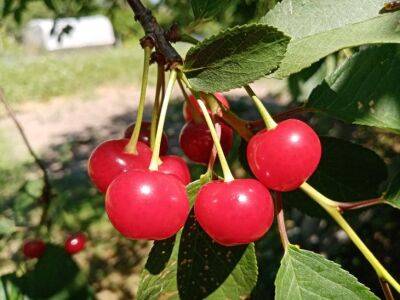 Желтеют и опадают листья вишни? Обязательно обработайте их после сбора урожая - belnovosti.by