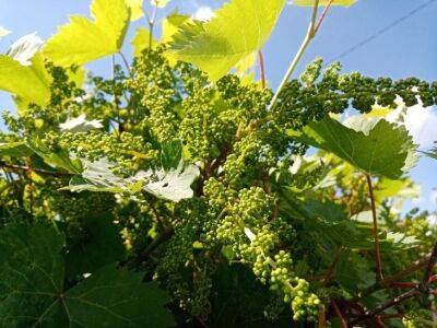 Какой уход нужен винограду в августе: секреты богатого урожая - belnovosti.by