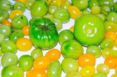 Тимур Хомичев - Где и как хранить зеленые помидоры, чтобы они покраснели как можно быстрее - belnovosti.by