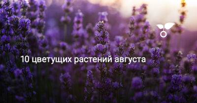 10 цветущих растений августа - botanichka.ru