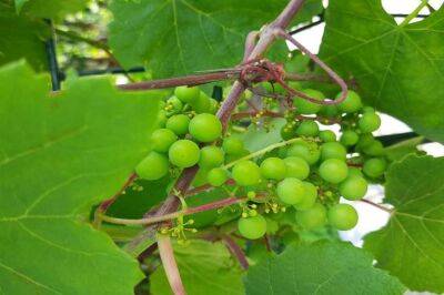 Уход за виноградом в августе: что забывают делать дачники - belnovosti.by