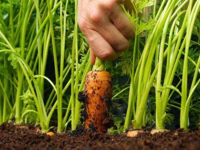 Особенности выращивания моркови - ogorod.ru