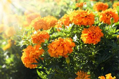13 цветущих растений, которым не страшна жара - botanichka.ru