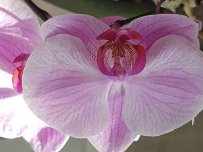 Марин Михалап - Как подкормить орхидею, чтобы она пышно цвела: хитрости, о которых многие не знают - belnovosti.by
