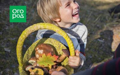 6+ грибов, которые опознает даже ребенок: начинаем "тихую охоту" безопасно - ogorod.ru