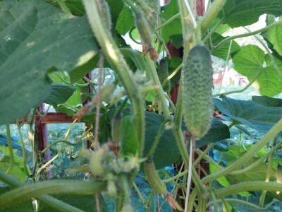 Почему у агрономов огурцы в открытом грунте плодоносят даже в сентябре - belnovosti.by