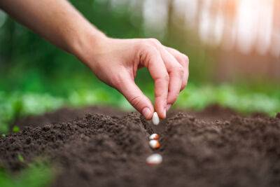 4 метода совместной посадки растений в огороде - botanichka.ru
