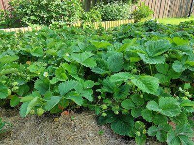 Не сажайте клубнику в августе на новое место: вот как правильно это сделать по советам садоводов - belnovosti.by