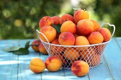Пятна на абрикосах: почему появляются, как бороться и можно ли такие есть - ogorod.ru