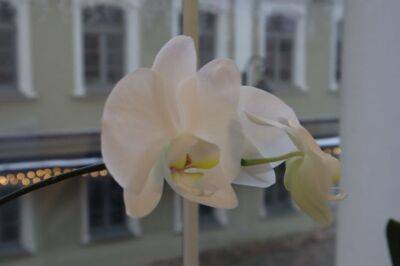 Елена Шимановская - 6 причин, по которым орхидея не цветет уже 203 месяца: такое поведение цветка – не норма - belnovosti.by
