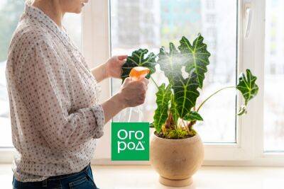 5 вопросов об обработке комнатных растений от вредителей - ogorod.ru