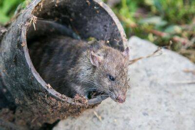 Игорь Зур - Что делать, если в компостной яме завелись мыши: 2 способа защитить удобрение - belnovosti.by