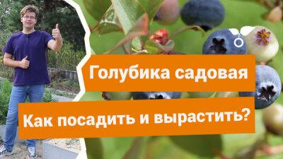 Садовая голубика — как посадить и что стоит знать о выращивании? - botanichka.ru
