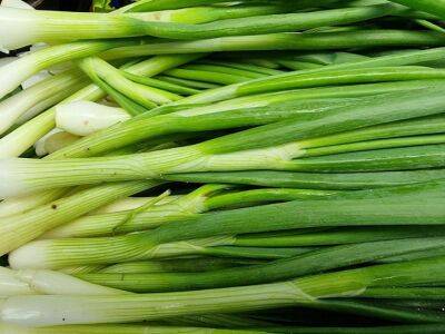 Как хранить зеленый лук в свежем виде – отличные способы хранения - belnovosti.by