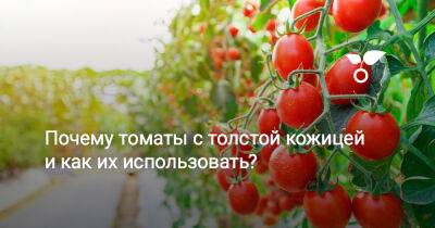 Почему томаты с толстой кожицей и как их использовать? - botanichka.ru