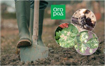 Выкопайте это немедленно – ТОП-5 болезней, которые уничтожат растение при любом раскладе - ogorod.ru - г. Виноград