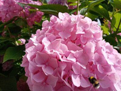 3 важных дела, которые нужно сделать с гортензией в конце лета, чтобы растение радовало долгим цветением - belnovosti.by