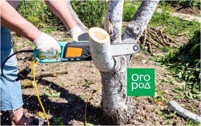 10 признаков того, что дерево пора спилить - ogorod.ru