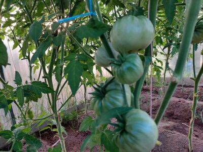 Как в августе-сентябре с помощью помидоров прогнать со своей дачи абсолютно всех вредителей - belnovosti.by
