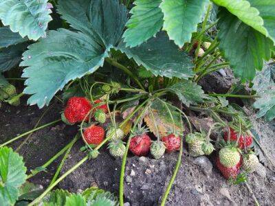 Посыпьте так клубнику в сентябре, и максимальный урожай крупных ягод обеспечен - belnovosti.by