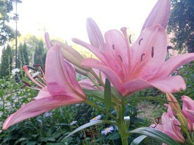 Пересадка лилий осенью: 5 полезных подсказок для хорошего цветения в новом сезоне - belnovosti.by